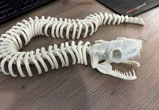 Skulls & Bones